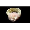 Lovely Ivory/Pink Christening/Baptism Headband Style 7054
