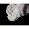 Ivory Baby Girl Christening/Special Occasion Poppy Lace Socks